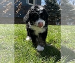 Small Photo #6 Miniature Australian Shepherd-Miniature Bernedoodle Mix Puppy For Sale in BLUE SPRINGS, MO, USA