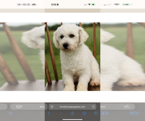 Medium Photo #1 Poochon Puppy For Sale in PARKLAND, FL, USA