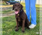Sampson - Male Labrador Retriever-Unknown Mix Dog for Adoption - Small photo