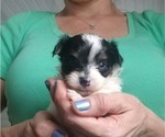Small Photo #3 Yorkshire Terrier Puppy For Sale in SARASOTA, FL, USA