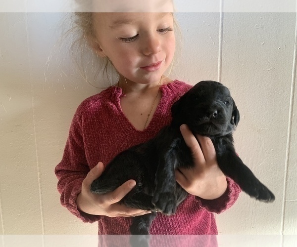 Medium Photo #11 Goldendoodle Puppy For Sale in PAGOSA SPRINGS, CO, USA
