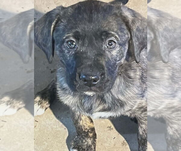 Medium Photo #1 Mutt Puppy For Sale in Candler, NC, USA