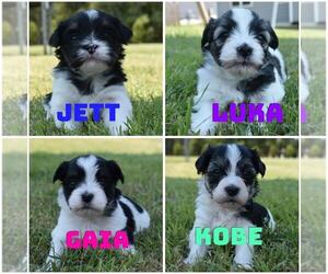 Havanese Litter for sale in RALEIGH, NC, USA