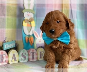 Goldendoodle Puppy for sale in LANCASTER, PA, USA