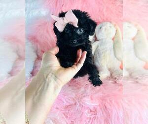 Poodle (Toy) Puppy for sale in BOSTON, MA, USA