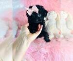 Small Poodle (Toy)
