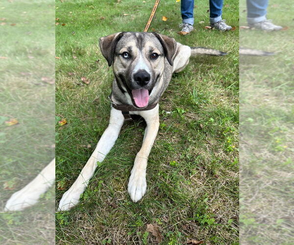 Medium Photo #3 Huskies -Unknown Mix Puppy For Sale in Lawrenceville, NJ, USA