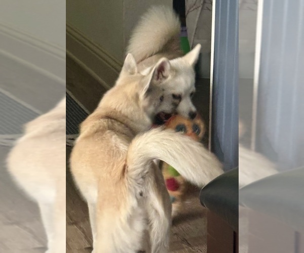 Medium Photo #125 Pomsky Puppy For Sale in LOVELAND, CO, USA