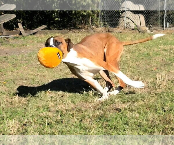 Medium Photo #3 Boxer-Unknown Mix Puppy For Sale in Anniston, AL, USA