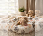 Small Goldendoodle