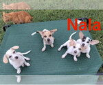 Small #3 Chihuahua Mix