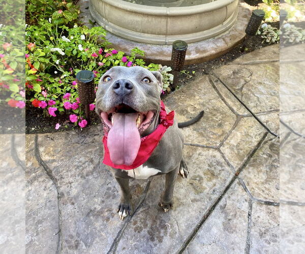 Medium Photo #3 American Staffordshire Terrier Puppy For Sale in San Juan Capistrano, CA, USA