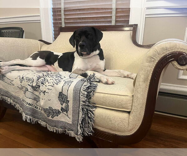 Medium Photo #8 Great Dane-Unknown Mix Puppy For Sale in Hinton, WV, USA