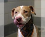 HONEY - Female American Staffordshire Terrier-Unknown Mix Dog for Adoption - Small photo