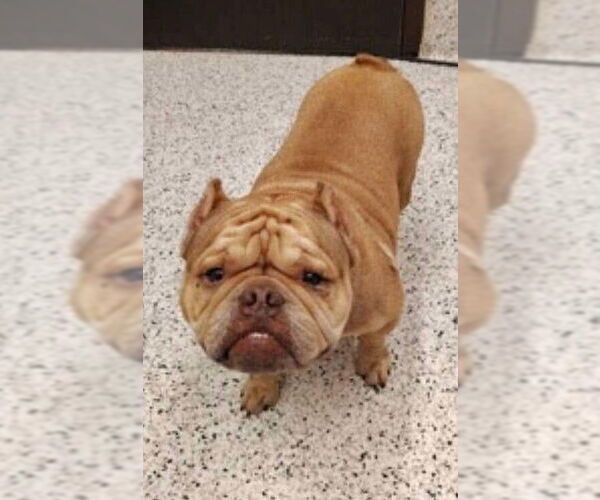 Medium Photo #3 Frenchie-Pei Puppy For Sale in New York, NY, USA