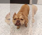 Small #2 Frenchie-Pei