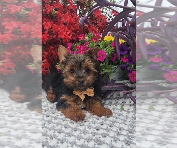 Medium Photo #1 Yorkshire Terrier Puppy For Sale in INDIANAPOLIS, IN, USA
