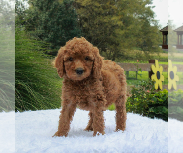Medium Photo #5 Poodle (Standard) Puppy For Sale in GORDONVILLE, PA, USA