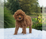 Small Photo #5 Poodle (Standard) Puppy For Sale in GORDONVILLE, PA, USA