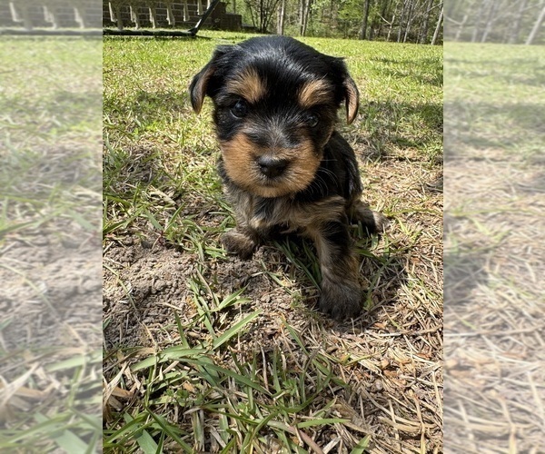 Medium Photo #2 Yorkshire Terrier Puppy For Sale in BROOKHAVEN, MS, USA