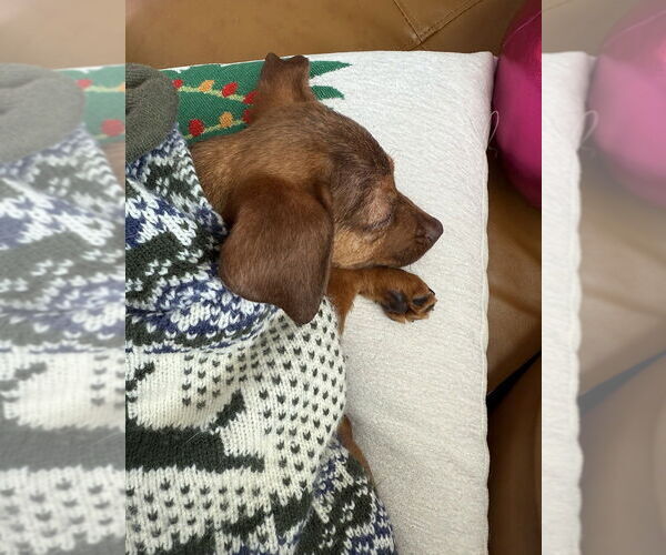 Medium Photo #2 Chiweenie Puppy For Sale in Plymouth, MN, USA