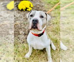 Small #3 Bullboxer Pit