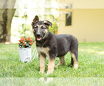 Small Photo #4 German Shepherd Dog Puppy For Sale in GOSHEN, IN, USA