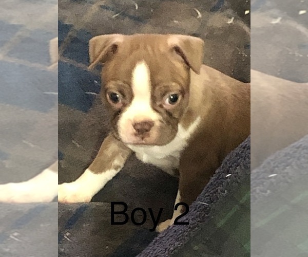 Medium Photo #5 Boston Terrier Puppy For Sale in HAUGHTON, LA, USA