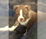 Small Photo #5 Boston Terrier Puppy For Sale in HAUGHTON, LA, USA