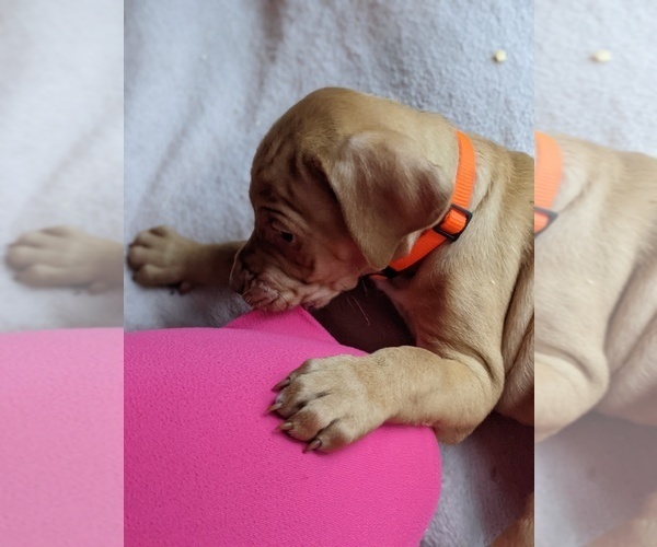 Medium Photo #7 Labralas Puppy For Sale in ELLSWORTH, ME, USA