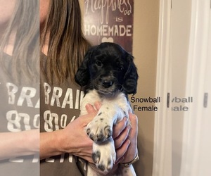 Brittany Puppy for sale in AMARILLO, TX, USA