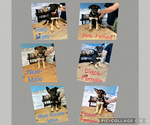 Small Photo #1 German Shepherd Dog Puppy For Sale in VALDOSTA, GA, USA
