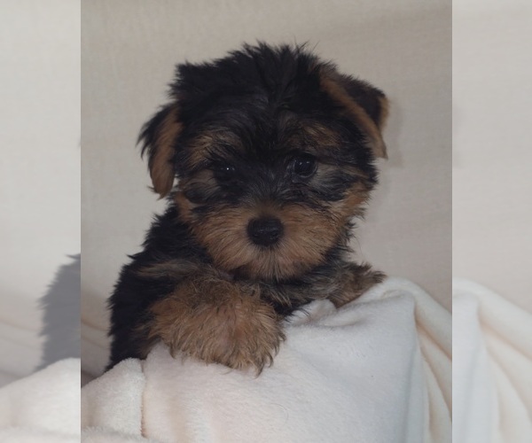 Medium Photo #1 Yorkshire Terrier Puppy For Sale in AZLE, TX, USA