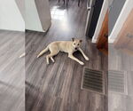Small #4 Labrador Retriever Mix