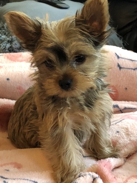 Medium Photo #6 Yorkshire Terrier Puppy For Sale in CARLSBAD, CA, USA
