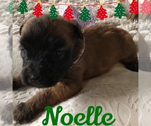 Soft Coated Wheaten Terrier Puppy for sale in CABLE, OH, USA
