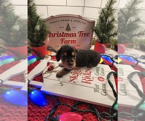 Dachshund Puppy for sale in JASPER, GA, USA