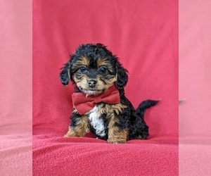 Jack Chi-Poodle (Miniature) Mix Puppy for sale in LINCOLN UNIVERSITY, PA, USA