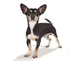Small #2 Chihuahua