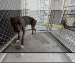 Small #3 American Pit Bull Terrier