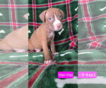 Small American Pit Bull Terrier Mix