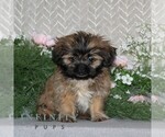 Small Shih Tzu