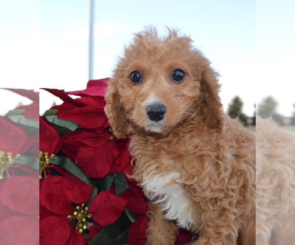 Medium Photo #7 Cavapoo Puppy For Sale in CELINA, OH, USA