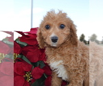 Small Photo #7 Cavapoo Puppy For Sale in CELINA, OH, USA