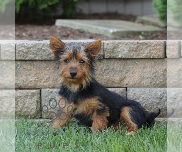 Medium Photo #3 Yorkshire Terrier Puppy For Sale in BIRD IN HAND, PA, USA