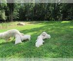 Small Photo #8 English Cream Golden Retriever Puppy For Sale in MILLVILLE, MA, USA