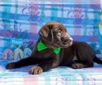 Small Photo #1 Labrador Retriever Puppy For Sale in LANCASTER, PA, USA