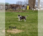 Puppy Puppy 2 Alaskan Husky