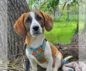 Doxle Dogs for adoption in Fresno, CA, USA