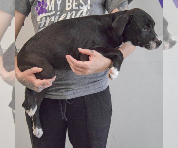 Medium Photo #3 American Staffordshire Terrier-Labrador Retriever Mix Puppy For Sale in Huntley, IL, USA